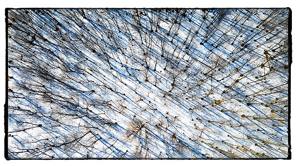 Tree Shadows