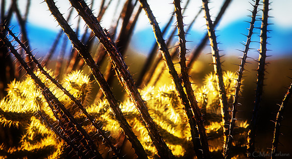 Prickly Friends, Arizona
