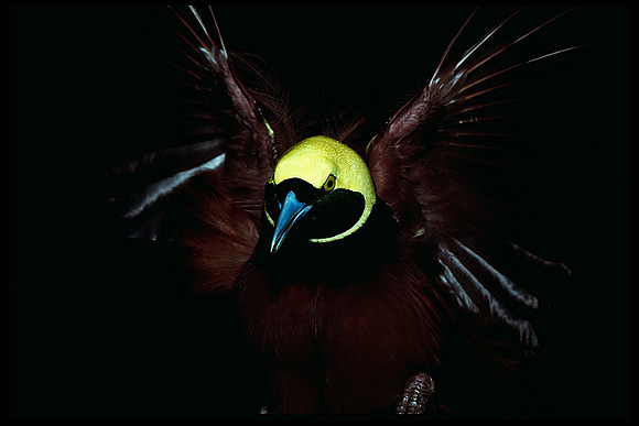Bird of Paradise, Papua New Guinea