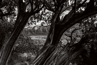 B&W Landscape