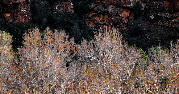 Winter Aspens