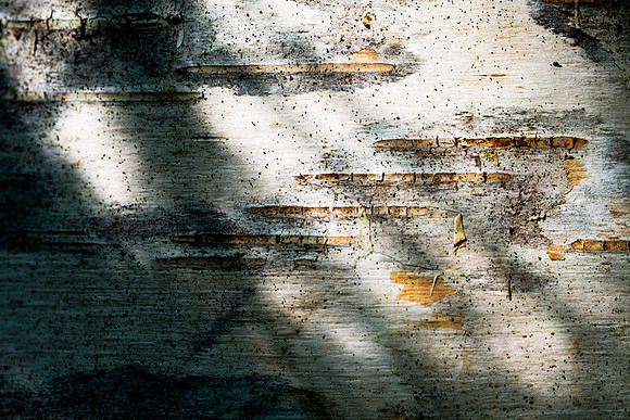 Musical Notation on a Birch Tree