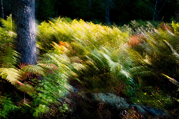 Meadow's Dream