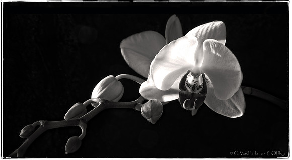 Orchid