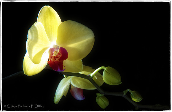 Orchid - at the breakfast table
