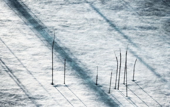 The Cattail Family