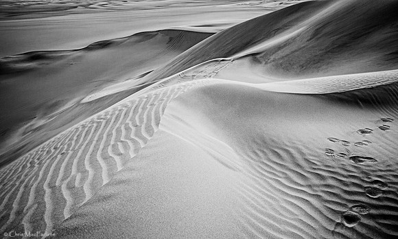 Desert Footprints