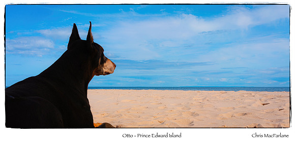 Otto - Prince Edward Island