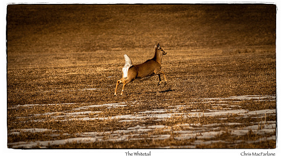 The Whitetail