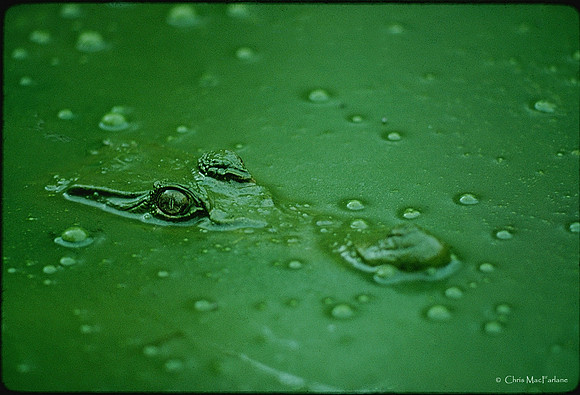 Crocodile, PNG
